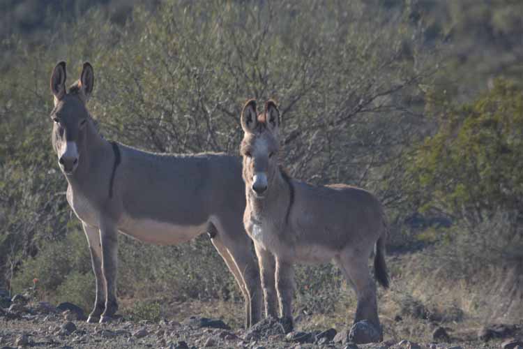 burros